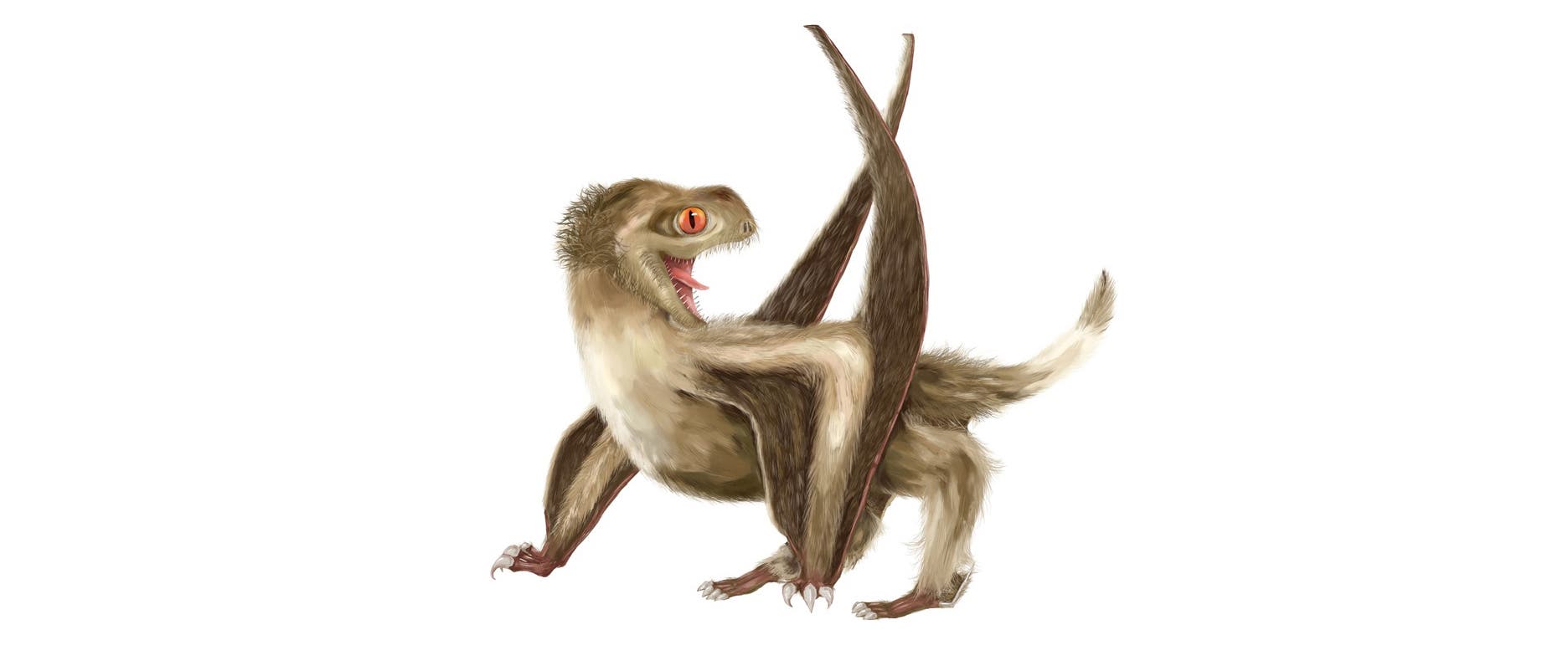 Kurzschwanz-Pterosaurier waren schon vorher sehr niedlich, schon wegen der großen Augen. Zum Kindchenschema kommt jetzt auch noch Ganzkörperflausch. Wenn es sie heute noch geben würde, wären sie wahrscheinlich beliebter ais Katzen (vorausgesetzt, sie wären stubenrein).