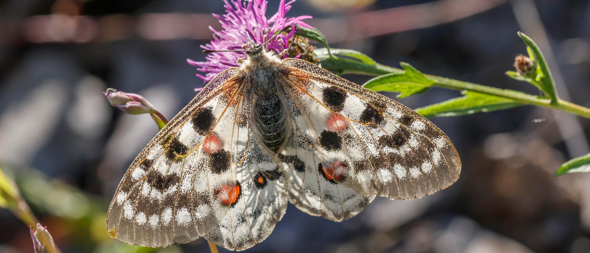Ein Schmetterling mit weißen Flügeln, die schwarze und orangefarbene Flecken aufweisen, sitzt auf einer violetten Blume. Die Umgebung ist unscharf, mit grünen Blättern und einem grauen Hintergrund. Der Schmetterling scheint Nektar zu sammeln. Ein Schmetterling mit weißen Flügeln, die schwarze und orangefarbene Flecken aufweisen, sitzt auf einer violetten Blume. Die Umgebung ist unscharf, mit grünen Blättern und einem grauen Hintergrund. Der Schmetterling scheint Nektar zu sammeln.