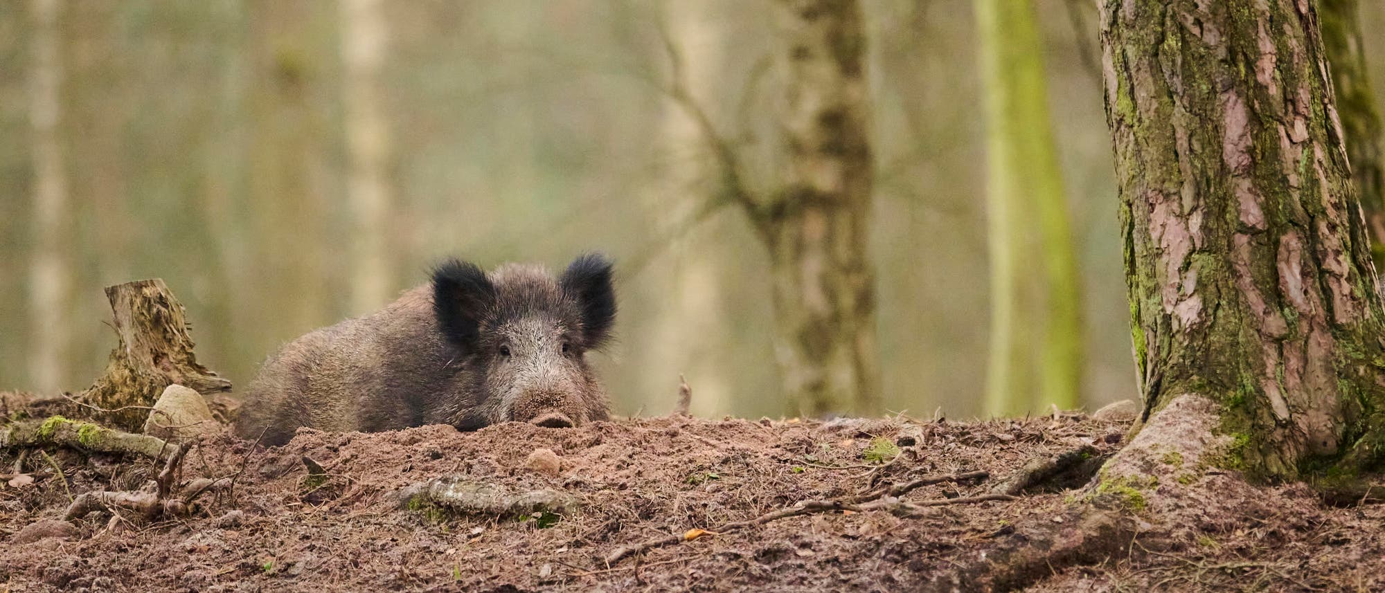 Ein Wildschwein in einem Wald in Bayern.
