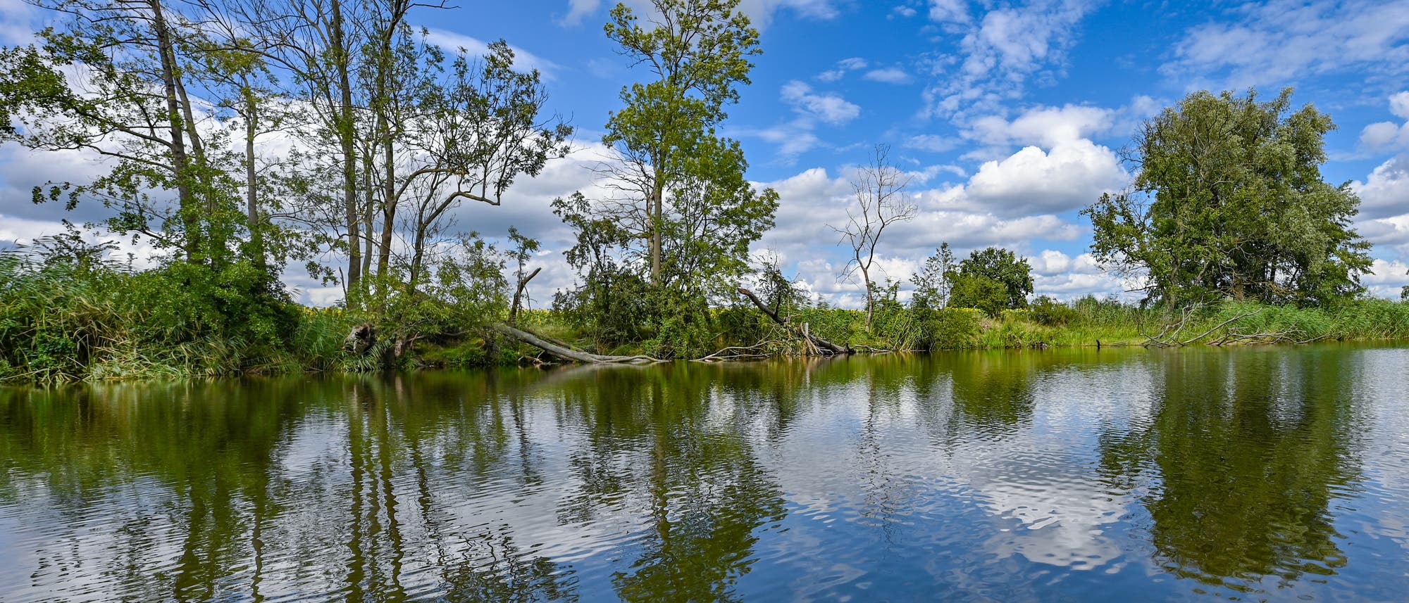 Eine ruhige Flusslandschaft mit Bäumen am Ufer, die sich im klaren Wasser spiegeln. Der Himmel ist blau mit vereinzelten weißen Wolken. Die Szene vermittelt eine friedliche, natürliche Atmosphäre. Eine ruhige Flusslandschaft mit Bäumen am Ufer, die sich im klaren Wasser spiegeln. Der Himmel ist blau mit vereinzelten weißen Wolken. Die Szene vermittelt eine friedliche, natürliche Atmosphäre.