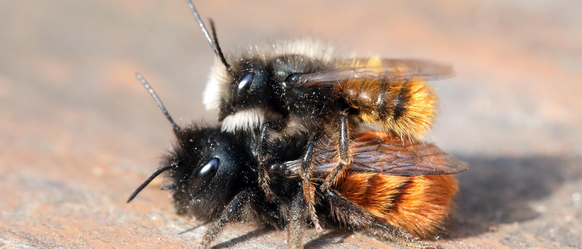 Eine männliche Gehörnte Mauerbiene sitzt auf einem Weibchen. Das Männchen hat gelbliche Haare am Hinterteil und weiße Haare am Kopf. Das Weibchen ist größer, hat einen schwarzen Vorderkörper und einen orange gefärbten Hinterleib. Beide sitzen auf Holz