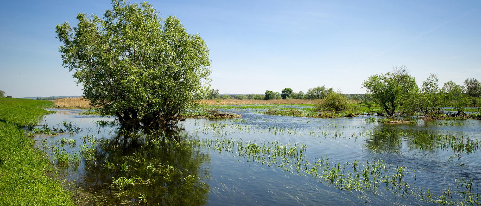 Eine grüne Flusslandschaft mit Bäumen, die im klaren Wasser stehen. Der Himmel ist blau und wolkenlos. Im Hintergrund sind weitere Bäume und Wiesen zu sehen. Eine grüne Flusslandschaft mit Bäumen, die im klaren Wasser stehen. Der Himmel ist blau und wolkenlos. Im Hintergrund sind weitere Bäume und Wiesen zu sehen.