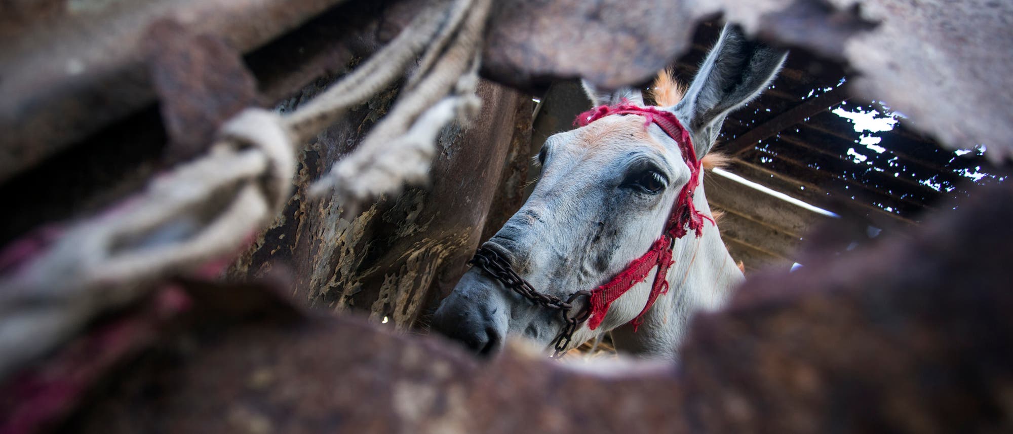 Ein Esel mit einem roten Halfter schaut durch ein Loch in einer rostigen Metallwand. Das Bild zeigt den Esel in einem schattigen Bereich, umgeben von alten, verwitterten Strukturen. Die Szene vermittelt einen Eindruck von Verlassenheit und l&auml;ndlicher Umgebung.