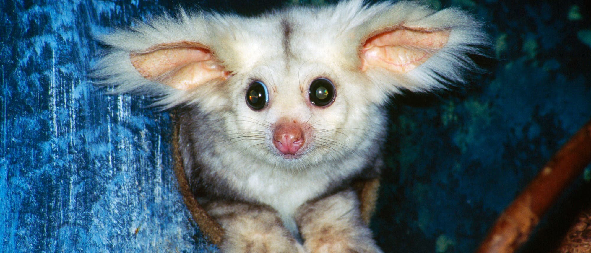 Ein Tier mit gro&szlig;en, runden Augen und auff&auml;lligen Ohren schaut aus einem Baumloch hervor. Das Fell ist hell und flauschig. Der Hintergrund zeigt eine dunkle, nat&uuml;rliche Umgebung, die an einen Wald erinnert.