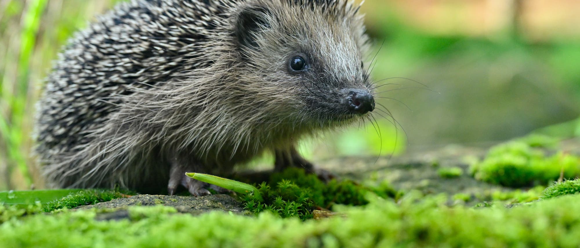 Igel in der Igelstation Neuzelle von Simone Hartung