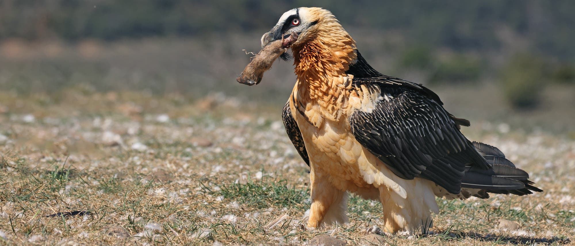 Ein großer Vogel mit schwarz-weißem Gefieder steht auf einer grasbewachsenen Fläche und hält ein Stück Knochen im Schnabel. Der Hintergrund zeigt eine unscharfe Landschaft mit Bäumen und Hügeln.