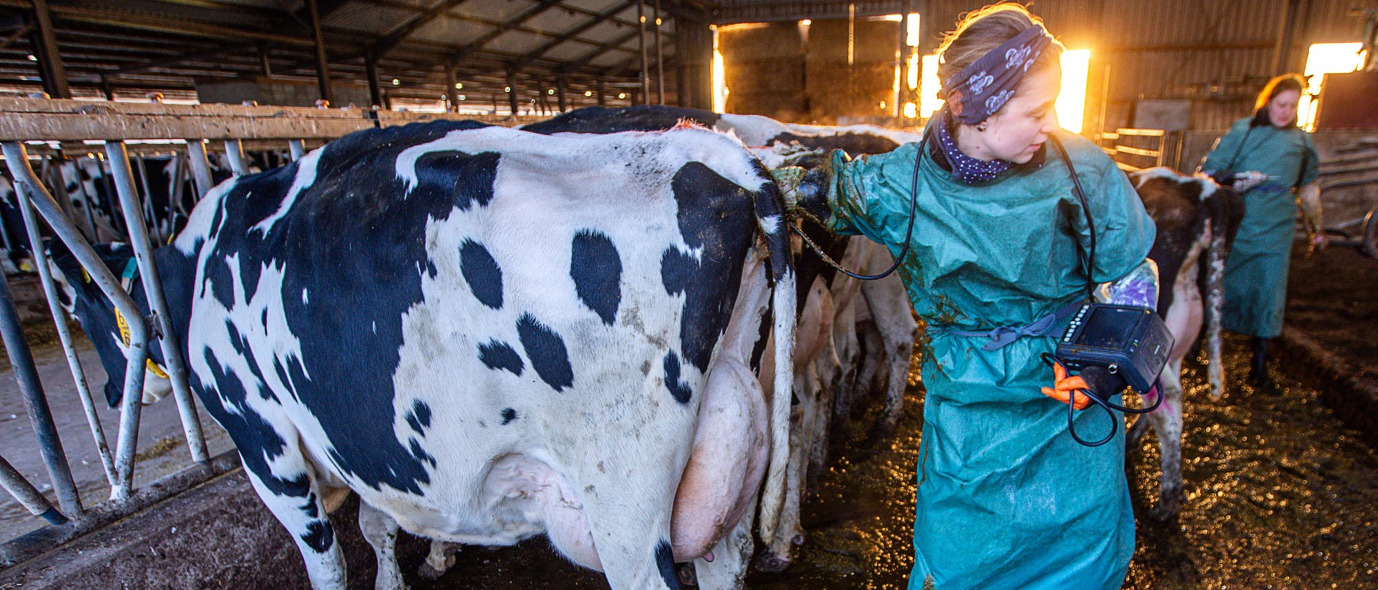 Eine Tierärztin in grüner Schutzkleidung führt eine Untersuchung an einer schwarz-weißen Kuh in einem Stall durch. Sie hält ein Ultraschallgerät in der Hand. Im Hintergrund ist eine weitere Person zu sehen, die ebenfalls mit einer Kuh arbeitet. Die Szene wird von Sonnenlicht durchflutet, das durch die offenen Türen des Stalls scheint. Eine Tierärztin in grüner Schutzkleidung führt eine Untersuchung an einer schwarz-weißen Kuh in einem Stall durch. Sie hält ein Ultraschallgerät in der Hand. Im Hintergrund ist eine weitere Person zu sehen, die ebenfalls mit einer Kuh arbeitet. Die Szene wird von Sonnenlicht durchflutet, das durch die offenen Türen des Stalls scheint.