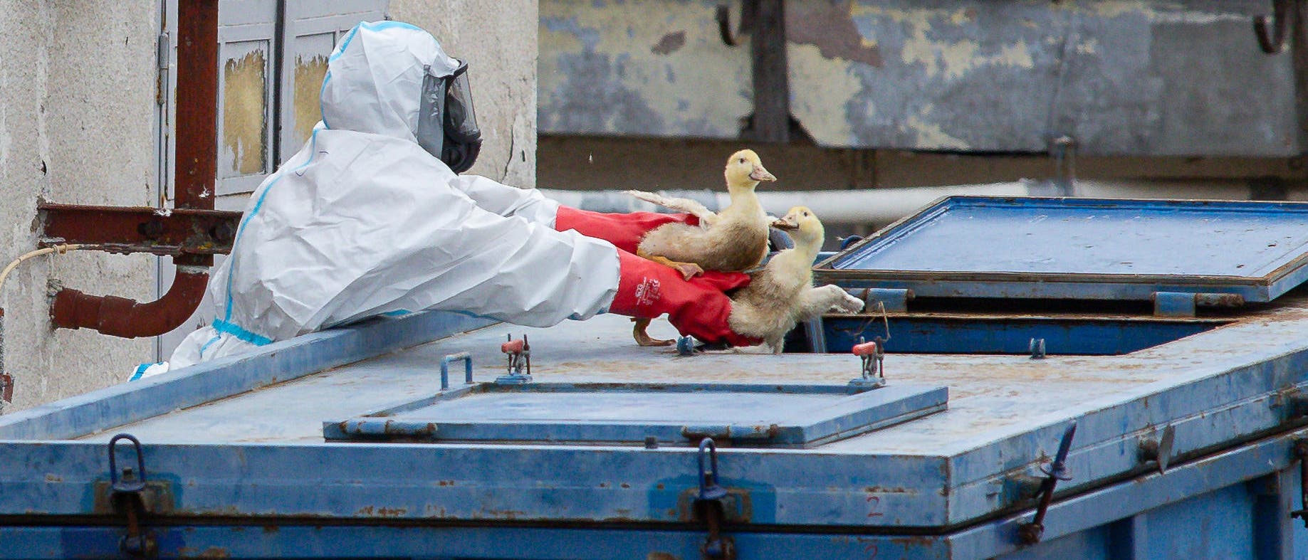Enten werden wegen Vogelgrippe-Ausbruch gekeult