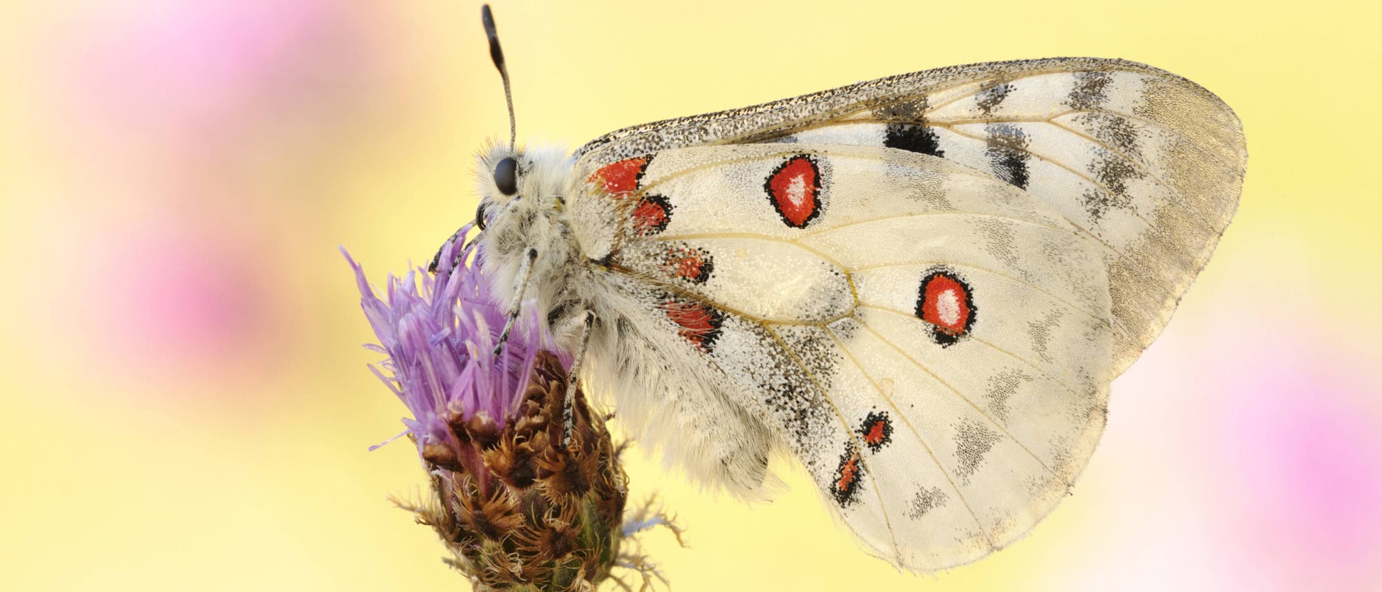 Ein Mosel-Apollofalter sitzt auf der violetten Blüte einer Pflanze. Der Falter ist weiß mit schwarzen Flecken und roten Augenflecken. Die Flügel sind zusammengefaltet und der Falter ist von der Seite zu sehen. Der Hintergrund ist verschwommen gelb und pink.