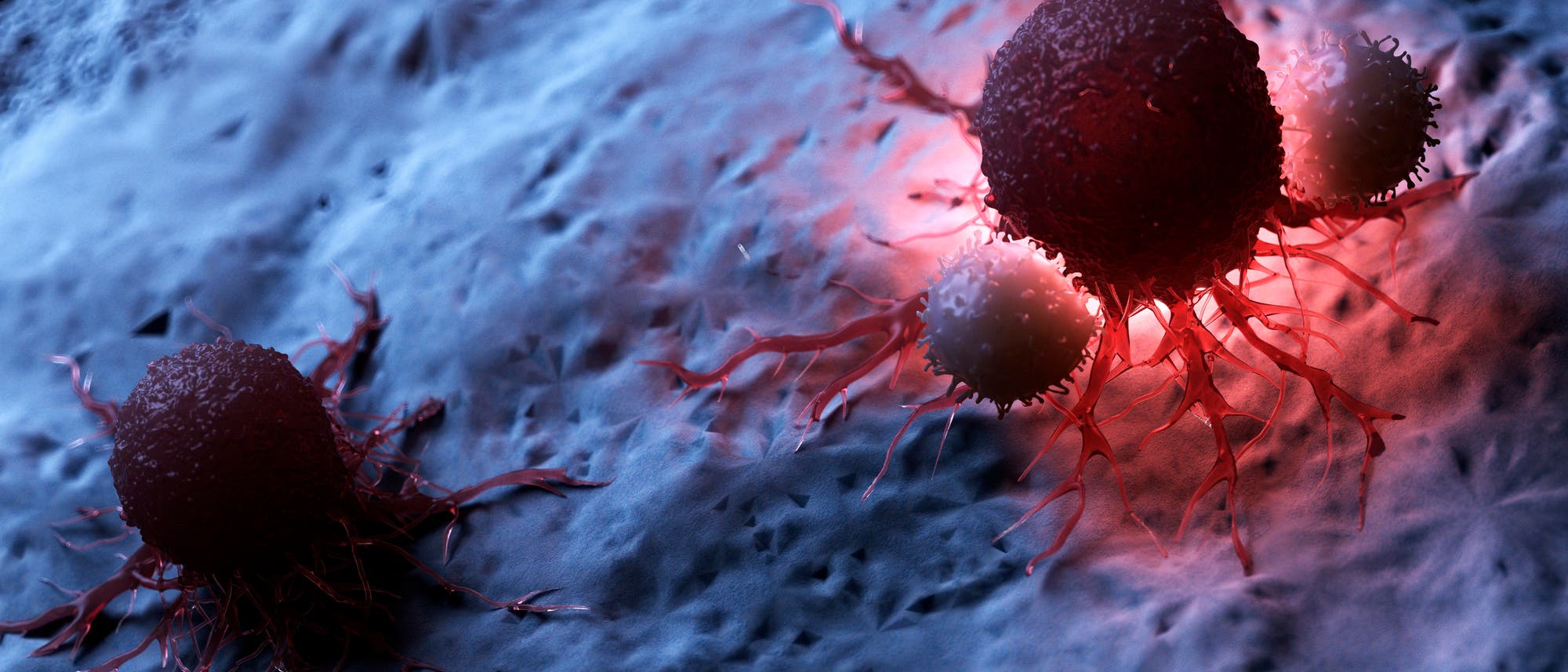 Immunzellen attackieren eine Krebszelle