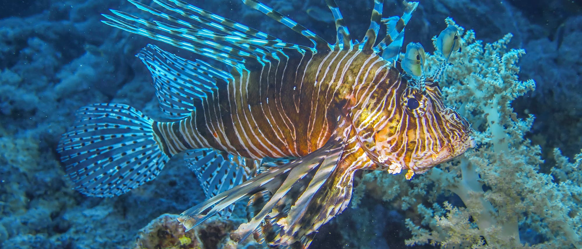 Ein rötlichbraun-weiß gestreifter Feuerfisch mit aufgerichteter, stark gefächerter Rückenflosse und dunklen Augen schwimmt durch das Licht einer Taucherlampe. Rechts unterhalb wächst eine Seeanemone, der Hintergrund ist düster bläulich.