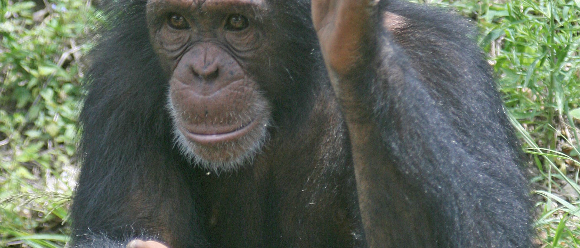 Schimpanse beim Gestikulieren