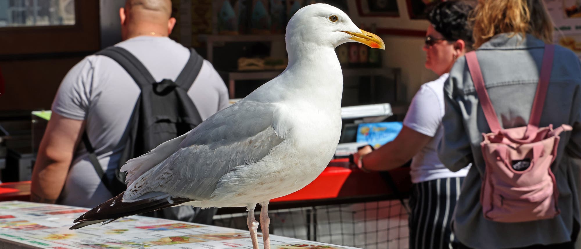 Eine Möwe steht auf einem Tisch mit Speisekarten, während im Hintergrund Menschen an einem Imbissstand stehen. Die Möwe ist im Vordergrund deutlich sichtbar, während die Personen im Hintergrund unscharf sind. Der Imbissstand bietet verschiedene Speisen und Getränke an, die auf den Menüs abgebildet sind.