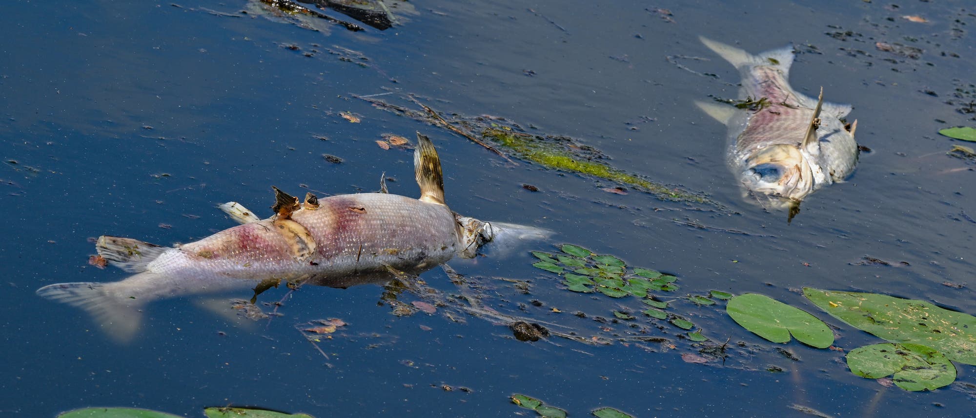 Zwei große tote, rot-silbrige Fische von etwa 50 Zentimetern Länge treiben an der Wasseroberfläche im Winterhafen, einem Nebenarm des deutsch-polnischen Grenzflusses Oder. Einige grüne Schwimmblattgewächse sind ebenfalls vorhanden.