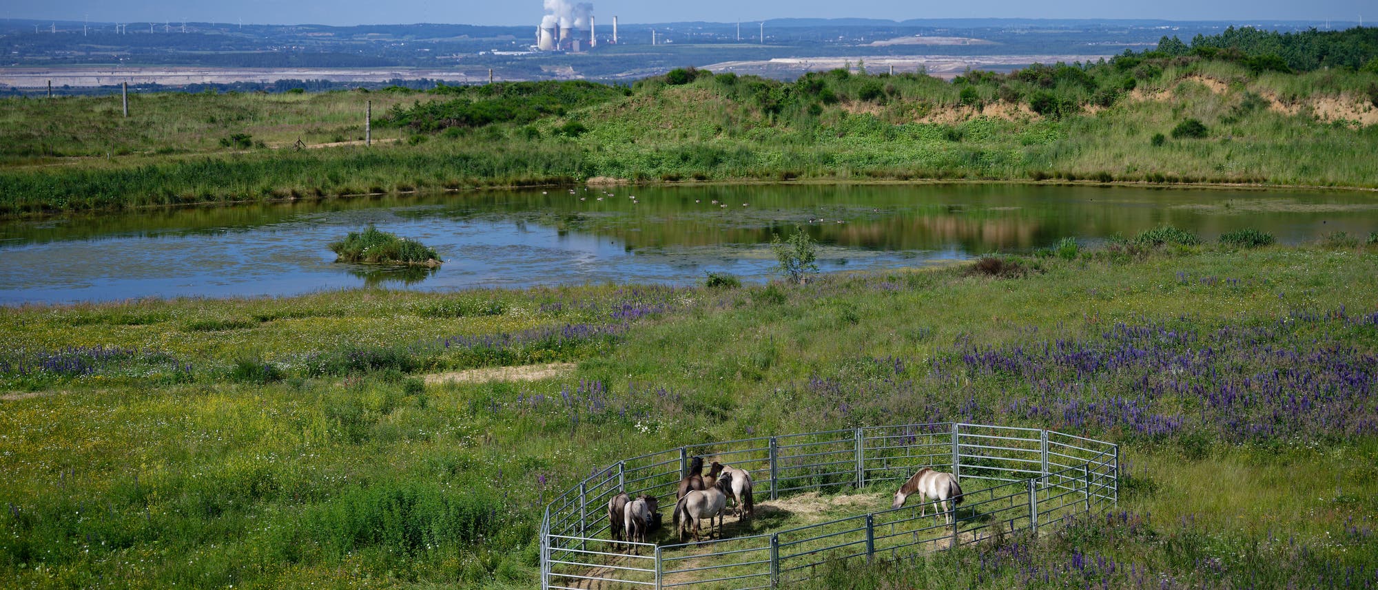 Eine grüne Landschaft mit einem kleinen Teich im Vordergrund, umgeben von Wiesen mit lila und gelben Blumen. In der Mitte des Bildes befindet sich ein eingezäunter Bereich mit mehreren Pferden. Im Hintergrund sind Hügel und ein Kraftwerk mit rauchenden Schornsteinen zu sehen. Der Himmel ist klar mit wenigen Wolken.