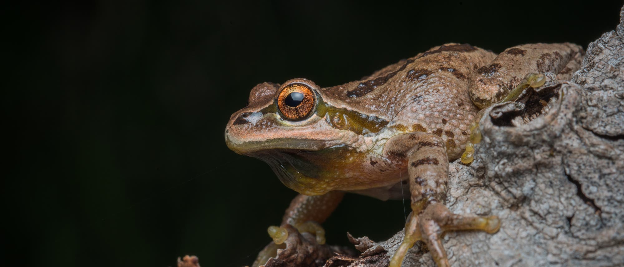 Ein Pazifischer Laubfrosch (Pseudacris regilla) sitzt auf einem Ast. Der Frosch hat braune, gemusterte Haut und gro&szlig;e, auff&auml;llige Augen. Der Hintergrund ist dunkel, was den Frosch hervorhebt. 