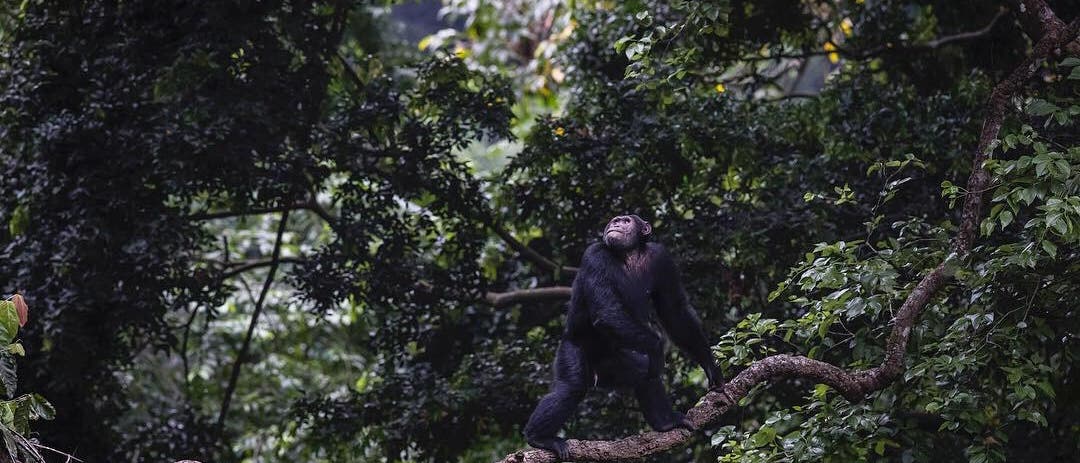 Ein Schimpanse in der Kyambura-Schlucht