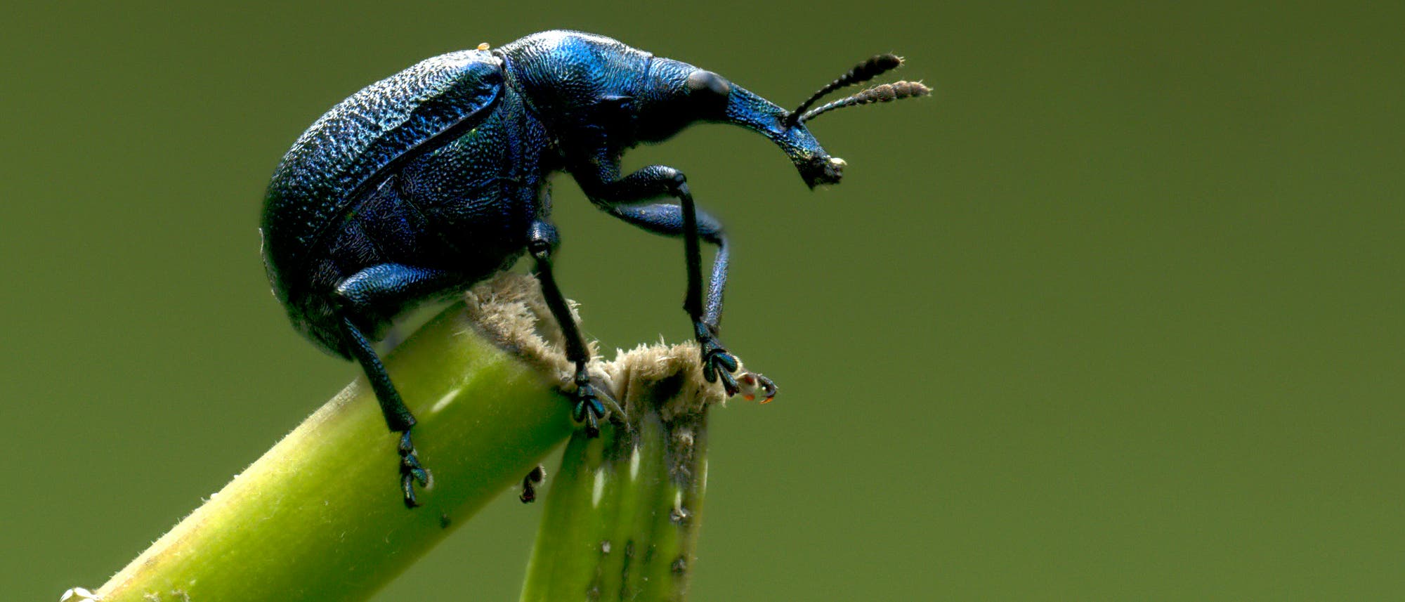 Ein blauer Rüsselkäfer sitzt auf einem grünen Pflanzenstängel vor einem unscharfen, olivgrünen Hintergrund. Der Käfer hat einen langen, gebogenen Rüssel und feine, haarartige Antennen. Der Stängel ist an der Spitze leicht beschädigt. Ein blauer Rüsselkäfer sitzt auf einem grünen Pflanzenstängel vor einem unscharfen, olivgrünen Hintergrund. Der Käfer hat einen langen, gebogenen Rüssel und feine, haarartige Antennen. Der Stängel ist an der Spitze leicht beschädigt.