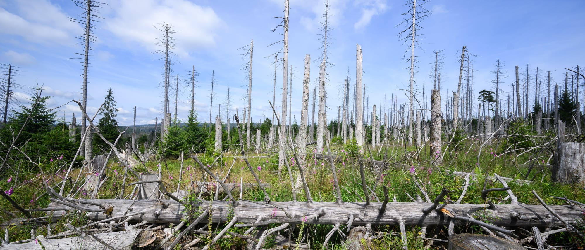 Ein vom Borkenkäfer zerstörter Wald im Harz