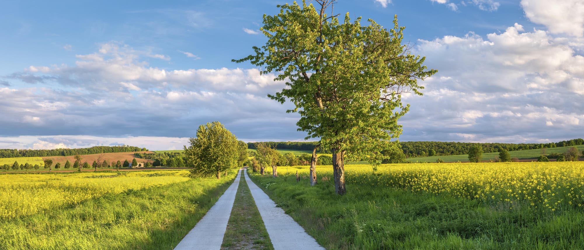 Ein Feldweg führt schnurgerade durch die Landschaft