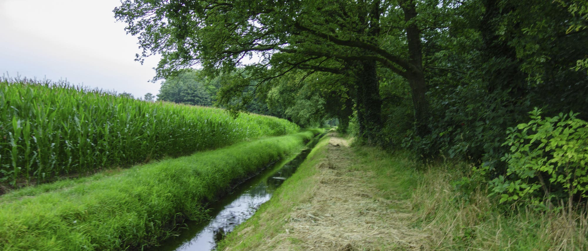 Maisfeld mit Entwässerungsgraben