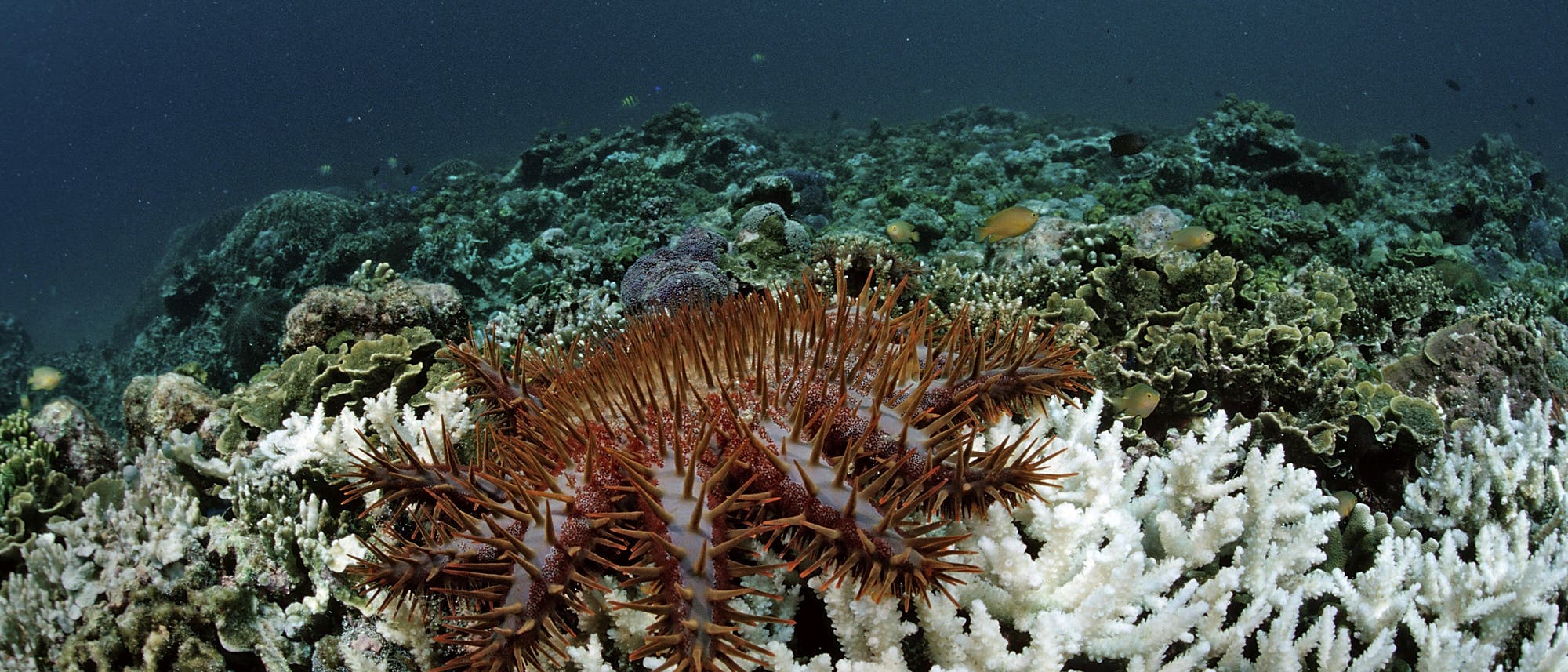 Ein Dornenkronenseestern (Acanthaster planci) bewegt sich über ein Korallenriff. Der Seestern hat lange, spitze Stacheln und ist auf einer Mischung aus gesunden und gebleichten Korallen zu sehen. Im Hintergrund erstreckt sich das Riff in tiefere Gewässer. Dieses Bild veranschaulicht die Auswirkungen von Seesternbefall auf Korallenriffe. Ein Dornenkronenseestern (Acanthaster planci) bewegt sich über ein Korallenriff. Der Seestern hat lange, spitze Stacheln und ist auf einer Mischung aus gesunden und gebleichten Korallen zu sehen. Im Hintergrund erstreckt sich das Riff in tiefere Gewässer. Dieses Bild veranschaulicht die Auswirkungen von Seesternbefall auf Korallenriffe.