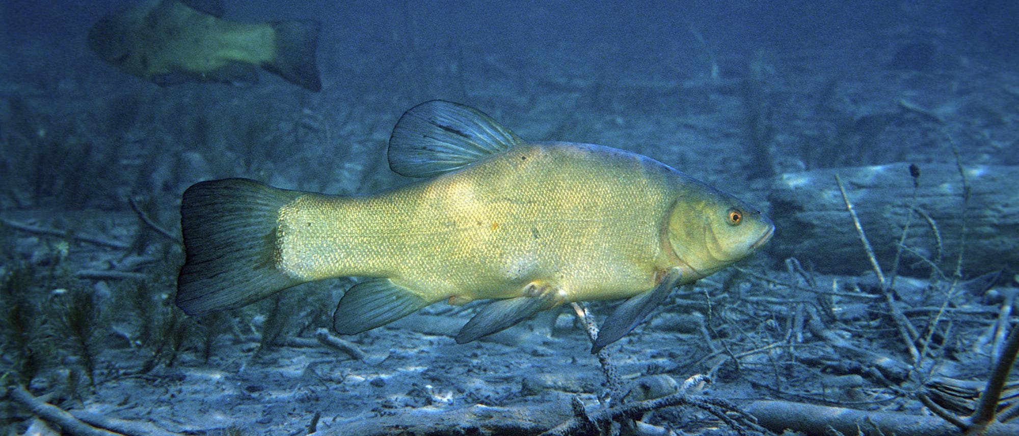 Unterwasseraufnahme einer Schleie im Chiemsee