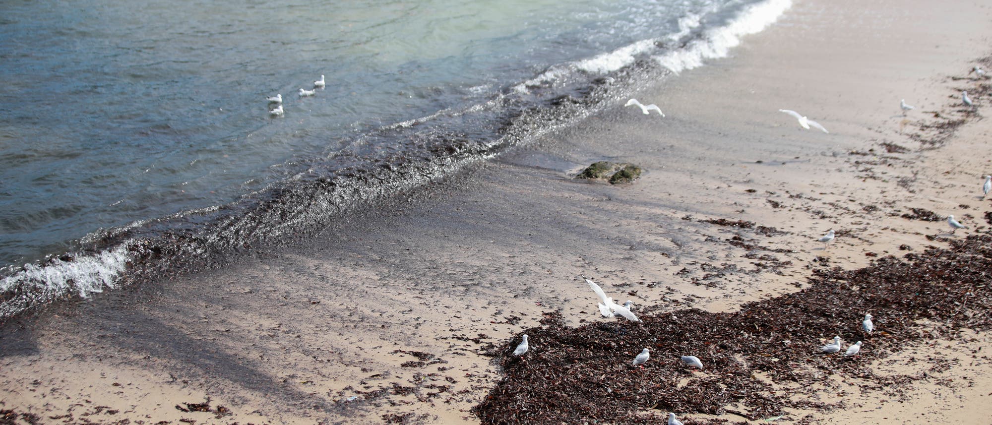 Der Coogee Beach in Sydney ist übersät mit Unrat