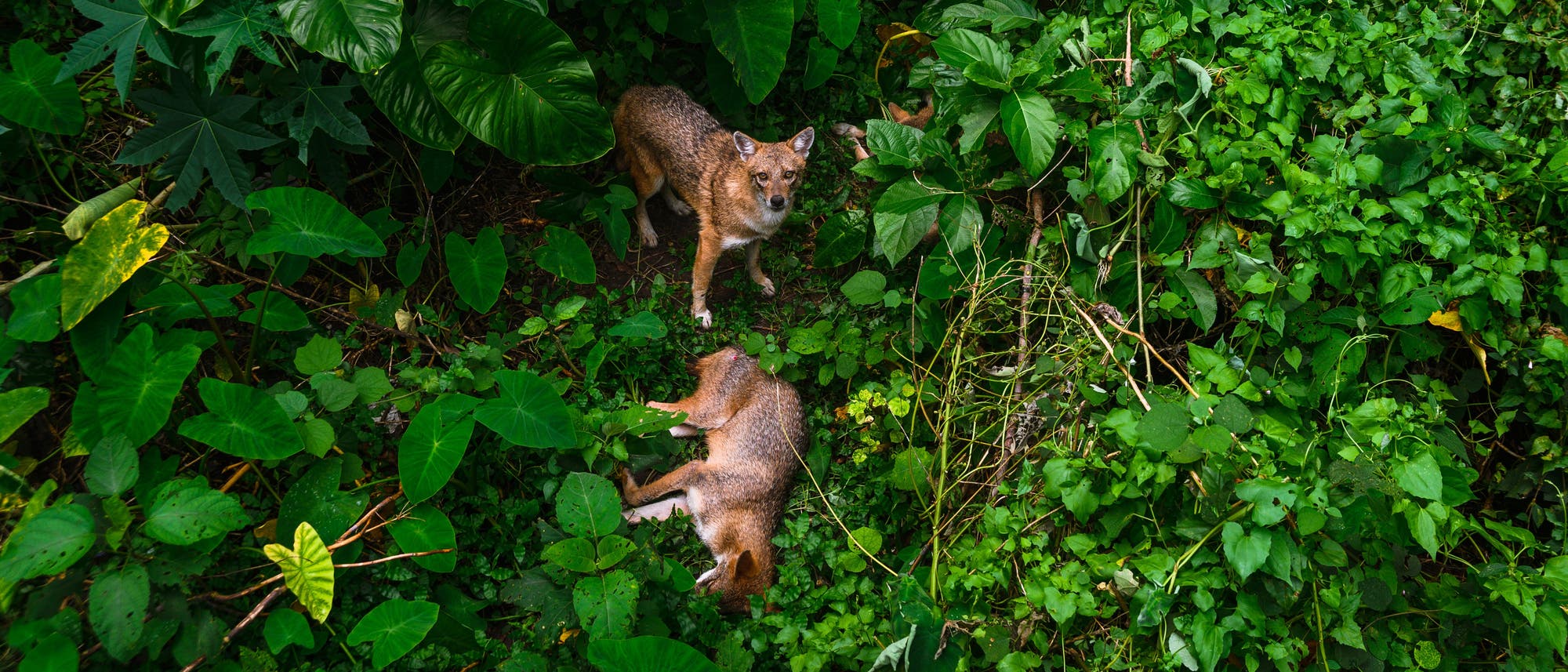 Goldschakale im indischen Bengalen