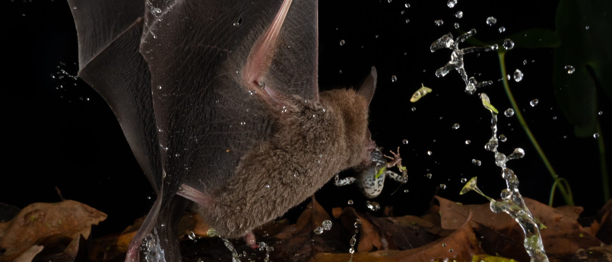 Die erfolgreiche Jagdstrategie der Fledermaus _Trachops cirrhosus_