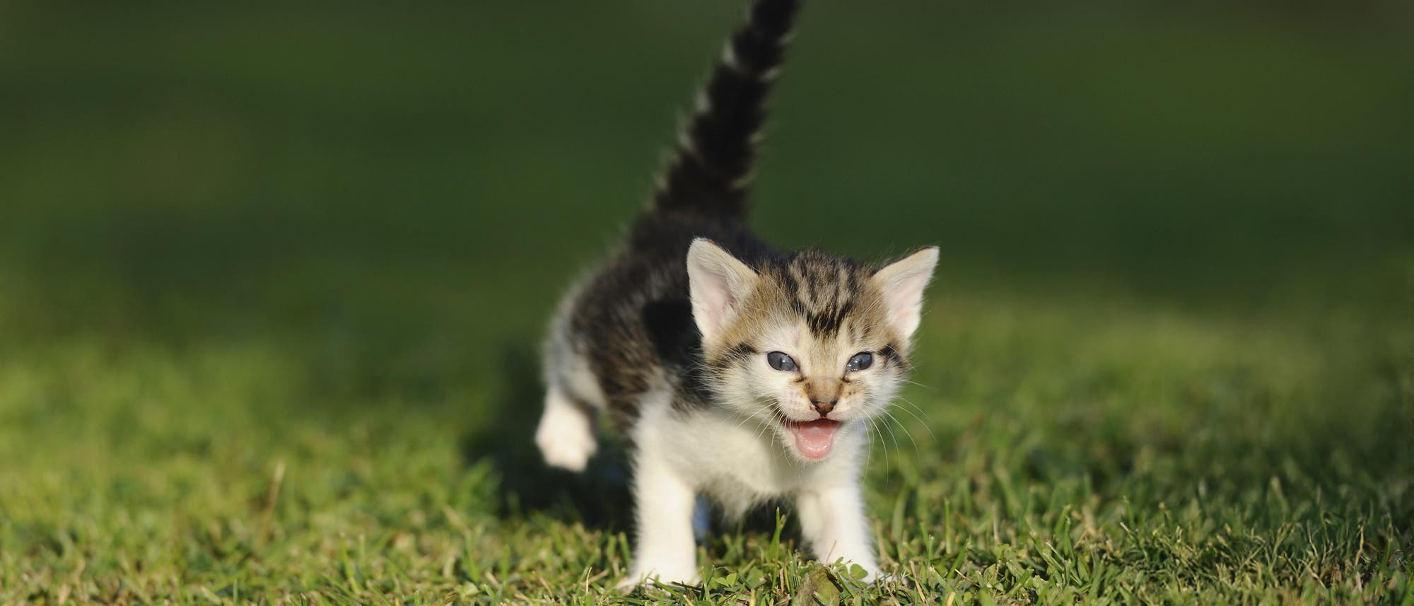 Ein kleines Kätzchen mit gestreiftem Fell läuft über eine grüne Wiese. Es hat den Mund geöffnet, als ob es miaut. Die Szene ist bei Tageslicht aufgenommen, und der Hintergrund ist unscharf, was den Fokus auf das Kätzchen lenkt. Ein kleines Kätzchen mit gestreiftem Fell läuft über eine grüne Wiese. Es hat den Mund geöffnet, als ob es miaut. Die Szene ist bei Tageslicht aufgenommen, und der Hintergrund ist unscharf, was den Fokus auf das Kätzchen lenkt.