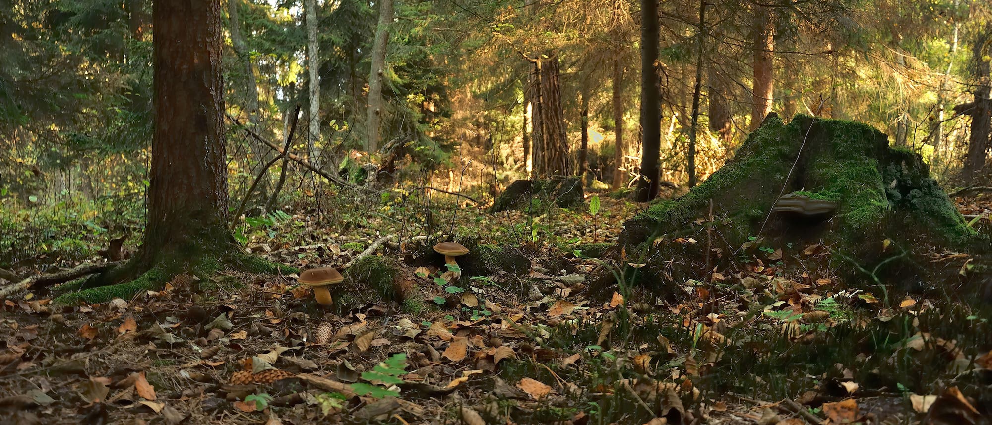 Ein Wald im Herbst mit Sonnenlicht, das durch die B&auml;ume f&auml;llt. Der Boden ist mit Laub bedeckt, und mehrere Pilze wachsen zwischen den Bl&auml;ttern. Ein moosbedeckter Baumstumpf ist rechts im Bild zu sehen. Die Szene vermittelt eine ruhige, nat&uuml;rliche Atmosph&auml;re.
