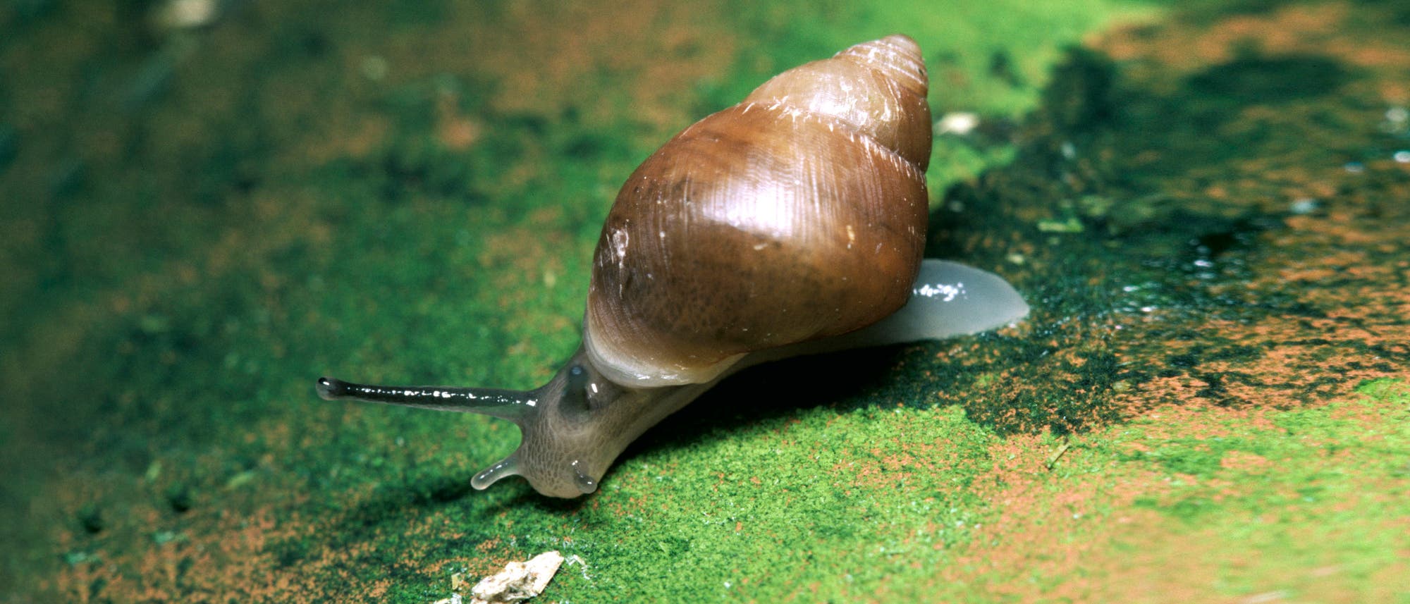 Eine Schnecke der Gattung Partula kriecht nach links über einen mossbewachsenen Stein.