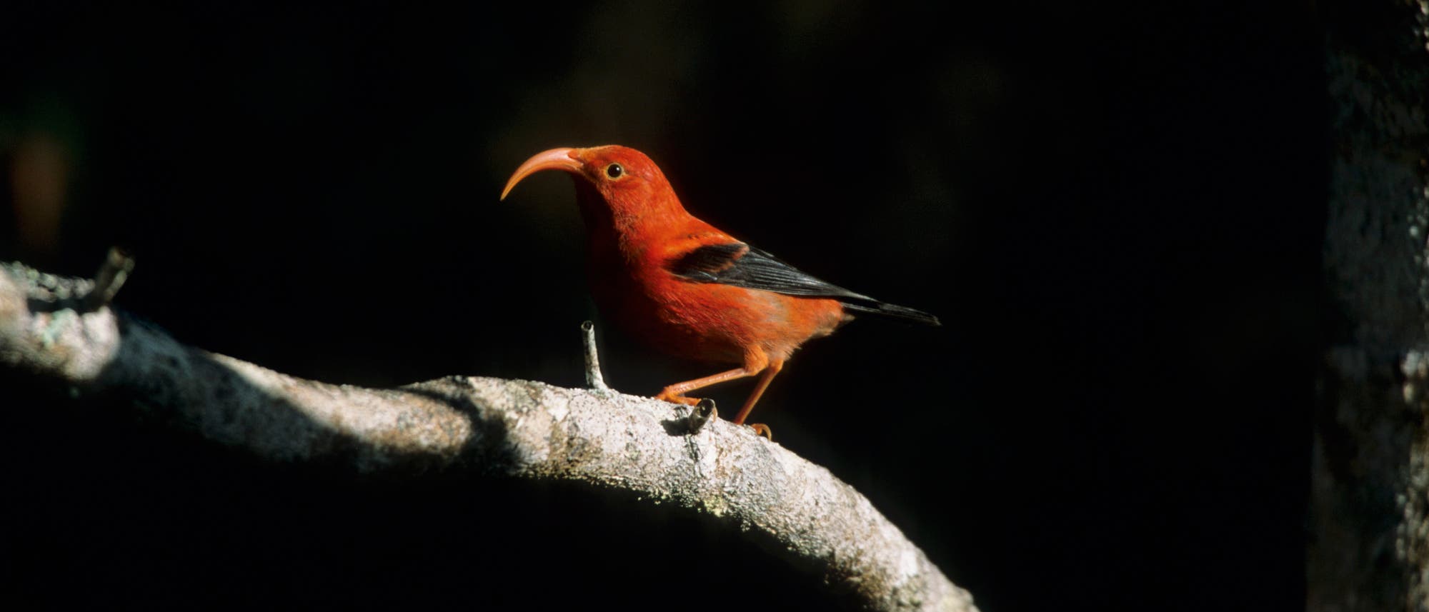 Ein roter Vogel mit einem gebogenen Schnabel sitzt auf einem Ast, umgeben von dunklem Hintergrund. Der Vogel ist seitlich zu sehen, und das Licht hebt seine leuchtende Farbe hervor.