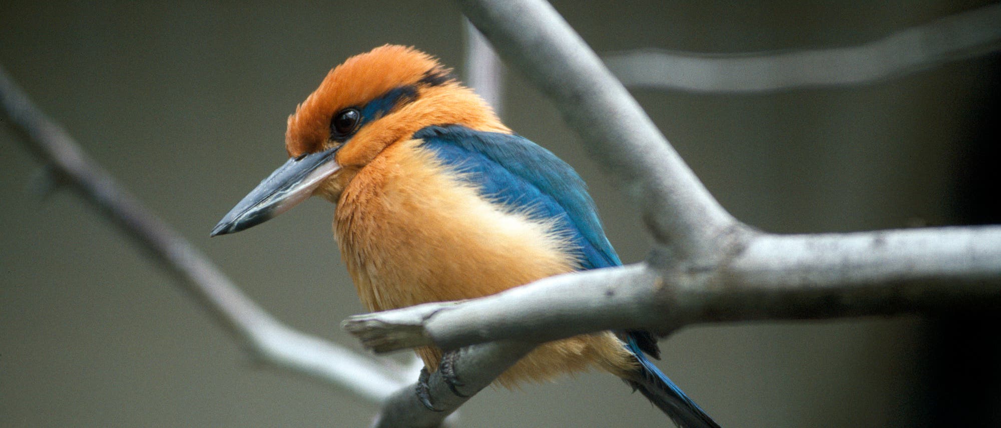 Der Zimtkopfliest ist eine Ausvogelart mit einem langen kräftigen Schnabel. Die Flügel des Vogels sind blau, die Brust und der Kopf orangebraun, wobei die Intensität der Färbung zum Baun hin abnimmt. Vom dunklen Auge aus erstreckt sich ein dunkelblauer Ring um den Nacken. Der Vögel sitzt auf kahlen Zweigen.