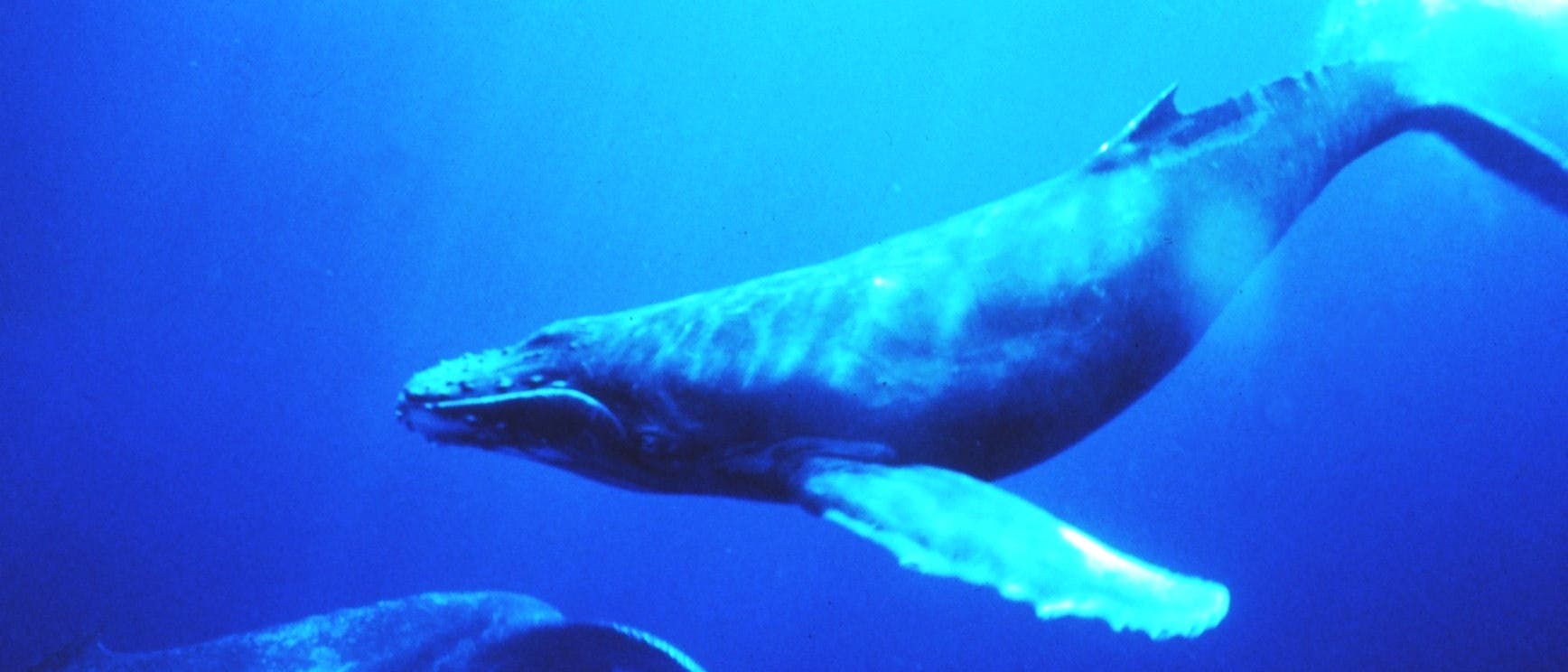 Wale werden durch laute Geräusche in ihrer Kommunikation und Orientierung beeinflusst.