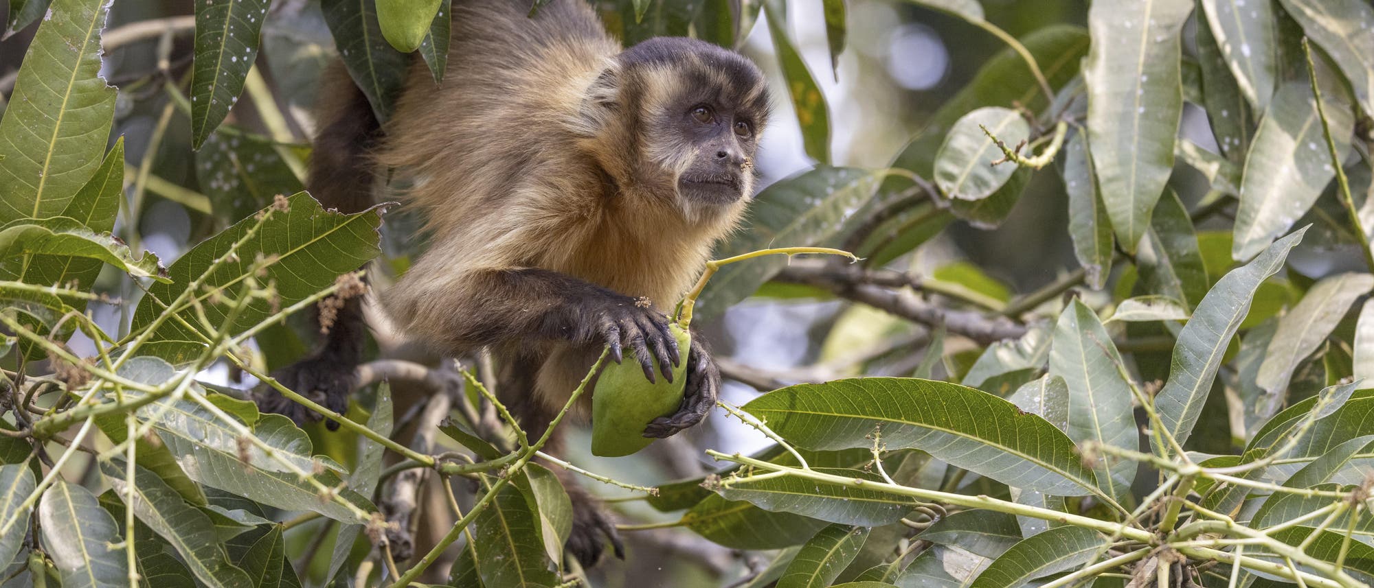 Ein Kapuzineraffe sitzt in einem Baum voller grüner Blätter und hält eine Mango in der Hand. Der Affe schaut aufmerksam in die Ferne, während er sich zwischen den Zweigen bewegt. Die Szene vermittelt ein Gefühl von Neugier und Geschicklichkeit in der natürlichen Umgebung.