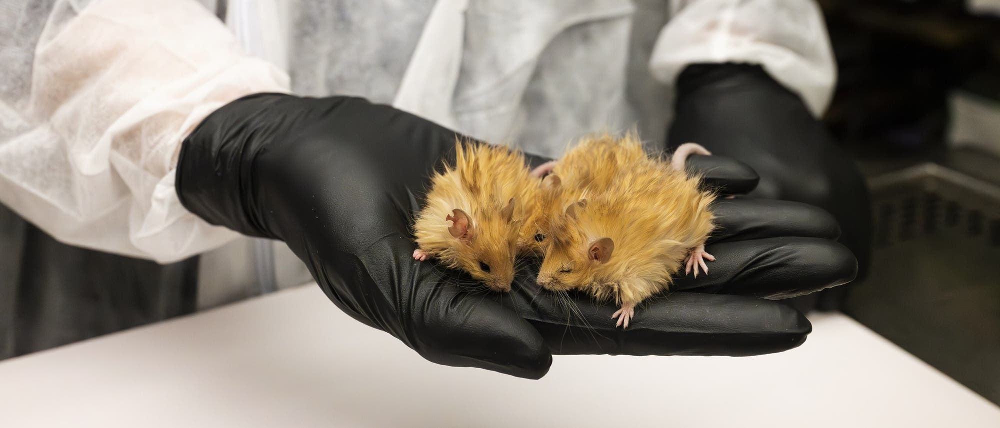 Zwei flauschige, hellbraune Mäuse sitzen auf einer schwarz-behandschuhten Hand. Die haltende Person trägt einen typischen weißen Laboranzug, das Logo von Colossal Biosciences ist unscharf auf der Brust erkennbar.