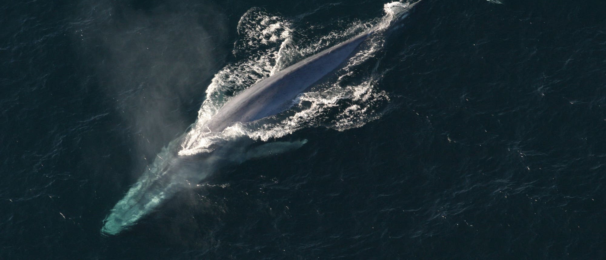 Blauwal - größer ist heute keiner