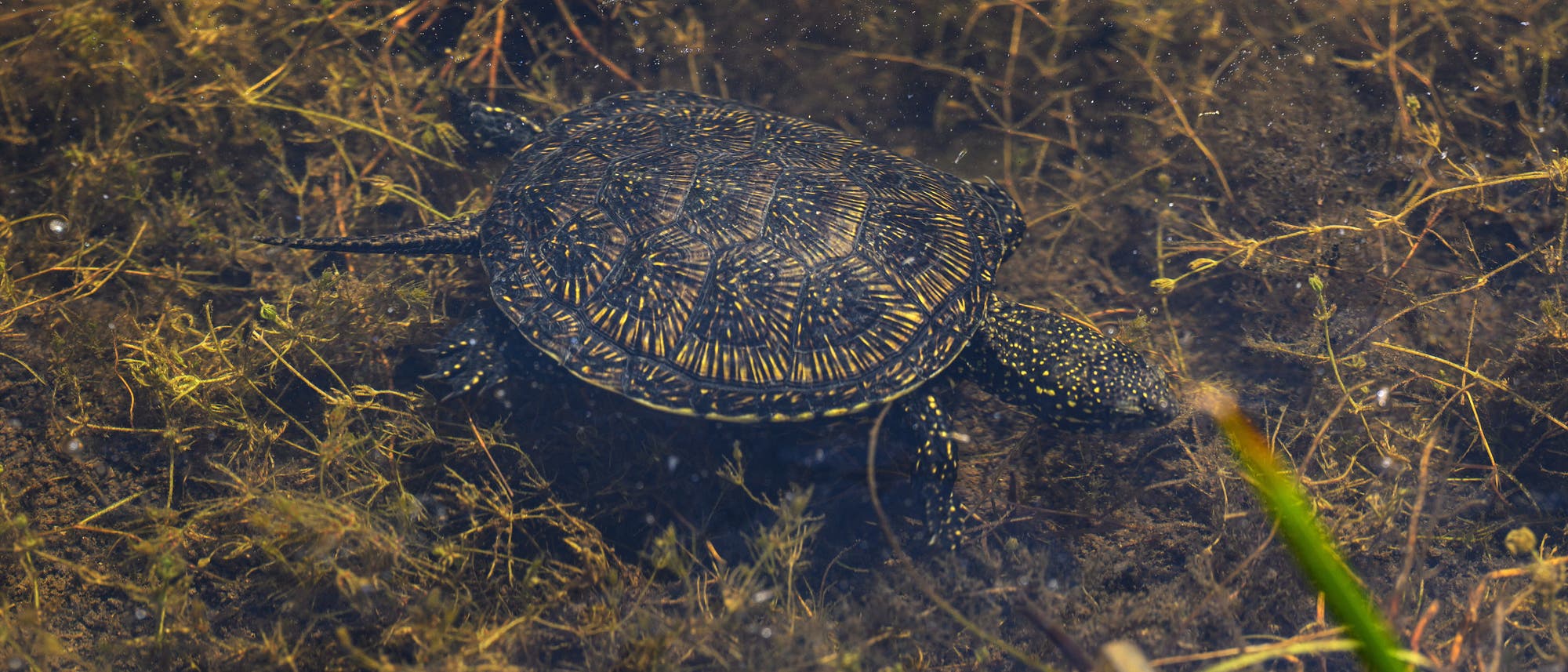 Eine Schildkröte schwimmt in einem klaren Gewässer, umgeben von Wasserpflanzen und Algen. Die Panzeroberfläche zeigt ein detailliertes Muster aus gelben und schwarzen Linien. Das Bild vermittelt einen natürlichen Lebensraum und die ruhige Bewegung der Schildkröte im Wasser. Eine Schildkröte schwimmt in einem klaren Gewässer, umgeben von Wasserpflanzen und Algen. Die Panzeroberfläche zeigt ein detailliertes Muster aus gelben und schwarzen Linien. Das Bild vermittelt einen natürlichen Lebensraum und die ruhige Bewegung der Schildkröte im Wasser.