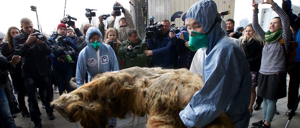 Zwei russische Geologen transportieren ein zirka 28 000 Jahre altes Mammutbaby. Die Mumie fand sich im sibirischen Permafrost.