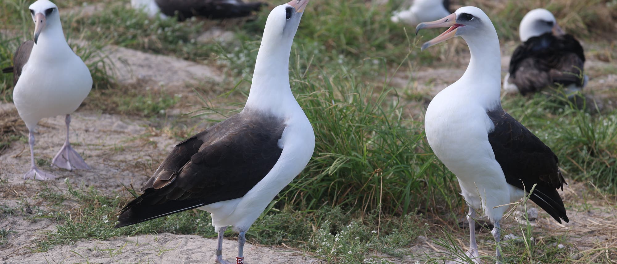 Zwei schwarzweiße Laysan-Albatrosse stehen sich gegenüber. Der rechte Vogel hat den Schnabel geöffnet, der linke reckt den Kopf in die Höhe. Im Hintergrund sind weitere Artgenossen zu sehen.