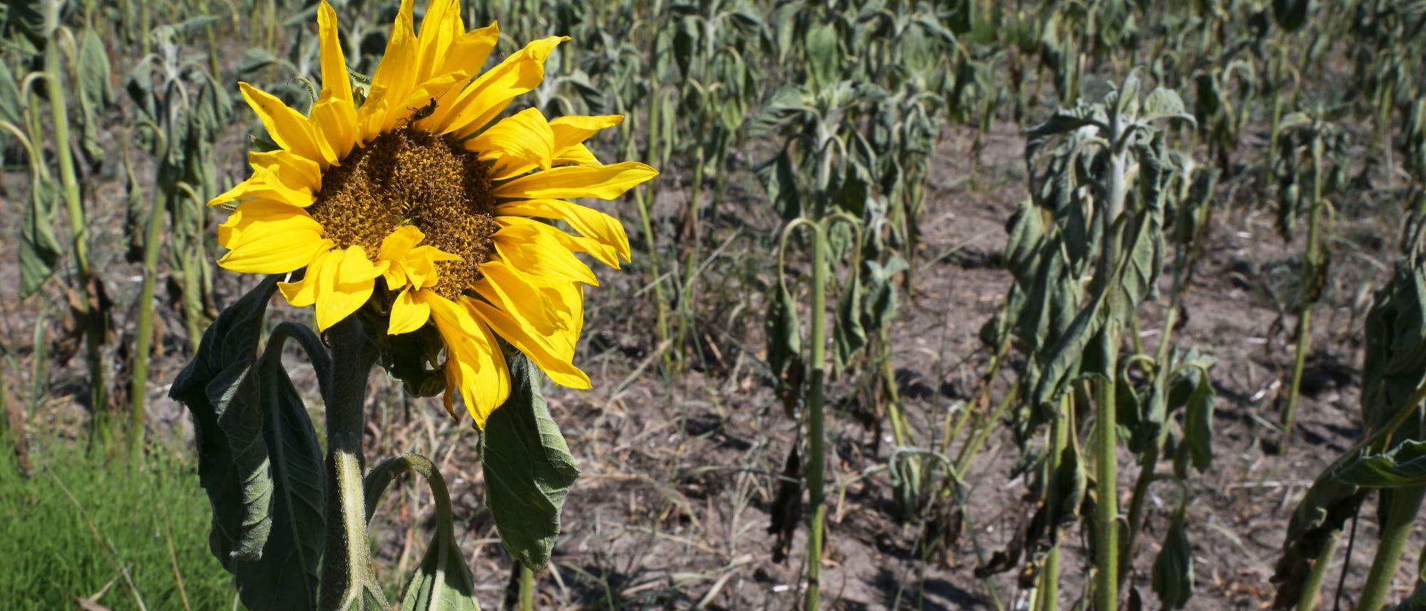Eine einzelne, lebende Sonnenblume steht in einem Feld voller verwelkter Sonnenblumen auf ausgedörrtem Boden. Die gelben Blütenblätter der Sonnenblume heben sich deutlich von den umgebenden, herabhängenden Pflanzen ab. Eine einzelne, lebende Sonnenblume steht in einem Feld voller verwelkter Sonnenblumen auf ausgedörrtem Boden. Die gelben Blütenblätter der Sonnenblume heben sich deutlich von den umgebenden, herabhängenden Pflanzen ab.
