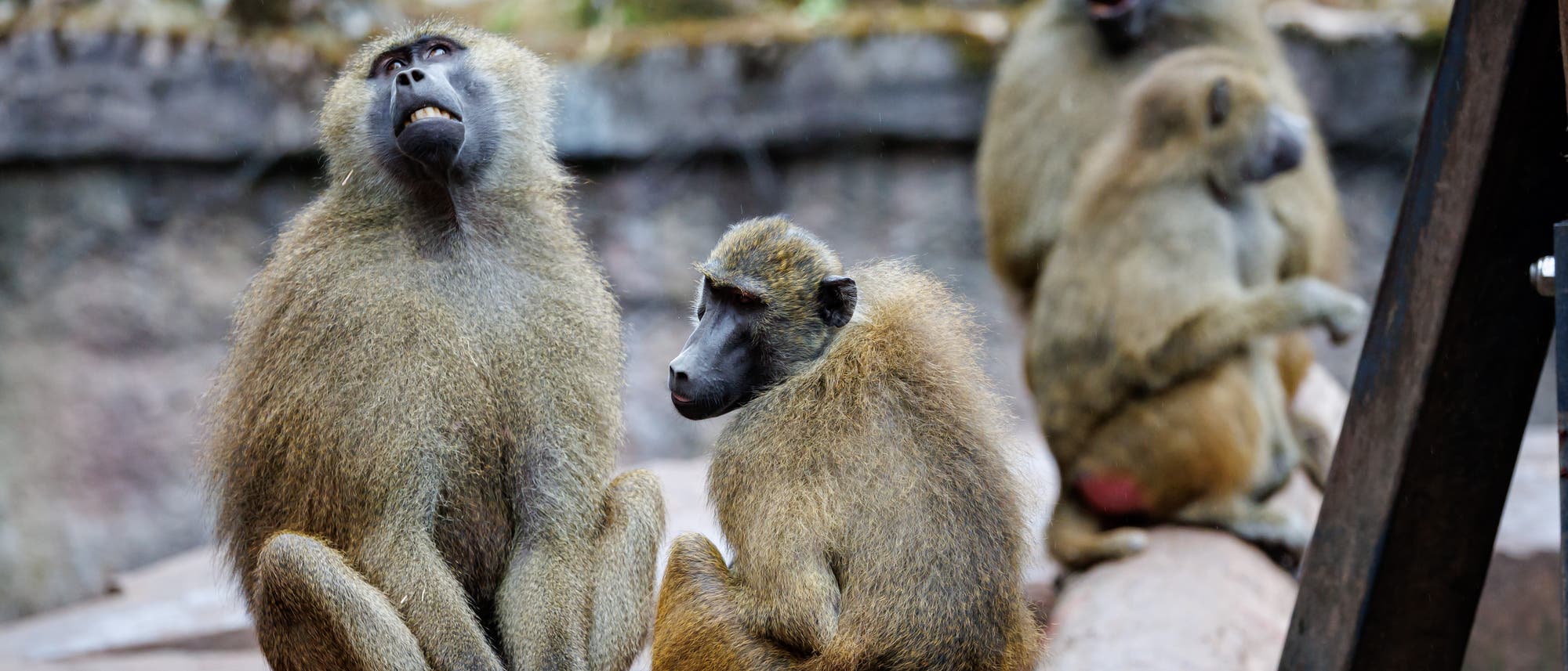 Eine Gruppe von Pavianen sitzt eng beieinander auf einem Holzstamm in einem Zoogehege. Im Hintergrund ist eine unscharfe, natürliche Umgebung zu sehen. Eine Gruppe von Pavianen sitzt eng beieinander auf einem Holzstamm in einem Zoogehege. Im Hintergrund ist eine unscharfe, natürliche Umgebung zu sehen.