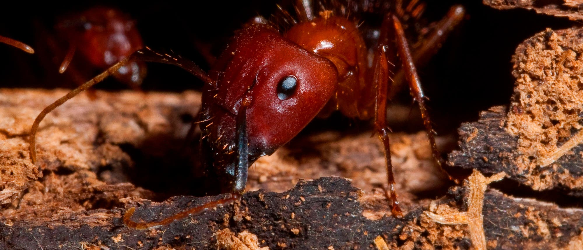 Nahaufnahme einer Florida-Holzameise (Camponotus floridanus)