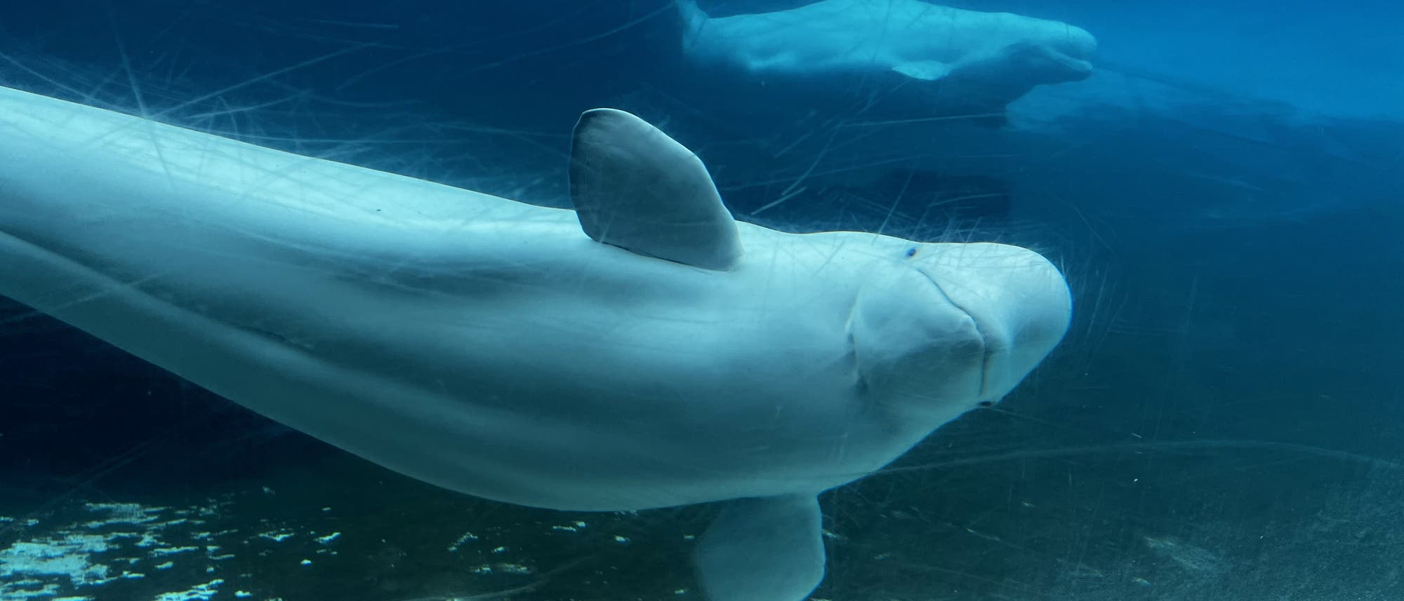 Ein Belugawal schwimmt in einem großen Aquarium mit blauem Wasser. Im Hintergrund ist ein weiterer Belugawal zu sehen. Der Boden des Aquariums ist teilweise sichtbar. Text im Bild: "dpa picture alliance". Ein Belugawal schwimmt in einem großen Aquarium mit blauem Wasser. Im Hintergrund ist ein weiterer Belugawal zu sehen. Der Boden des Aquariums ist teilweise sichtbar. Text im Bild: "dpa picture alliance".