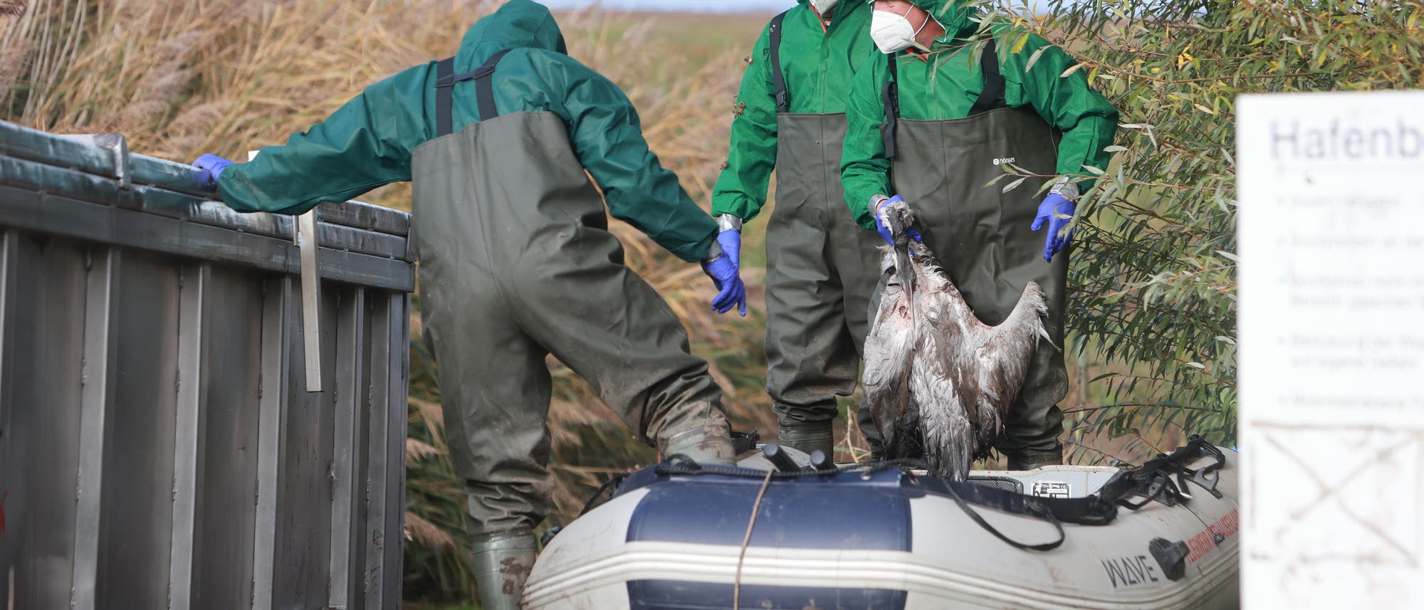 Drei Personen in grüner Schutzkleidung und Masken stehen auf einem Schlauchboot am Ufer eines Gewässers. Sie tragen Gummihandschuhe und halten einen toten Vogel. Im Hintergrund sind Schilf und Wasser zu sehen. Eine Person lehnt sich an einen Metallbehälter. Ein Schild mit teilweise lesbarem Text ist am rechten Bildrand sichtbar. Drei Personen in grüner Schutzkleidung und Masken stehen auf einem Schlauchboot am Ufer eines Gewässers. Sie tragen Gummihandschuhe und halten einen toten Vogel. Im Hintergrund sind Schilf und Wasser zu sehen. Eine Person lehnt sich an einen Metallbehälter. Ein Schild mit teilweise lesbarem Text ist am rechten Bildrand sichtbar.