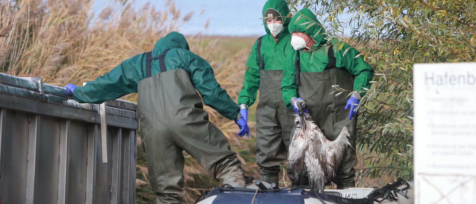 Drei Personen in grüner Schutzkleidung und Masken stehen auf einem Schlauchboot am Ufer eines Gewässers. Sie tragen blaue Handschuhe und halten einen toten Vogel. Im Hintergrund sind Schilf und Wasser zu sehen. Ein Schild am rechten Bildrand ist teilweise sichtbar.