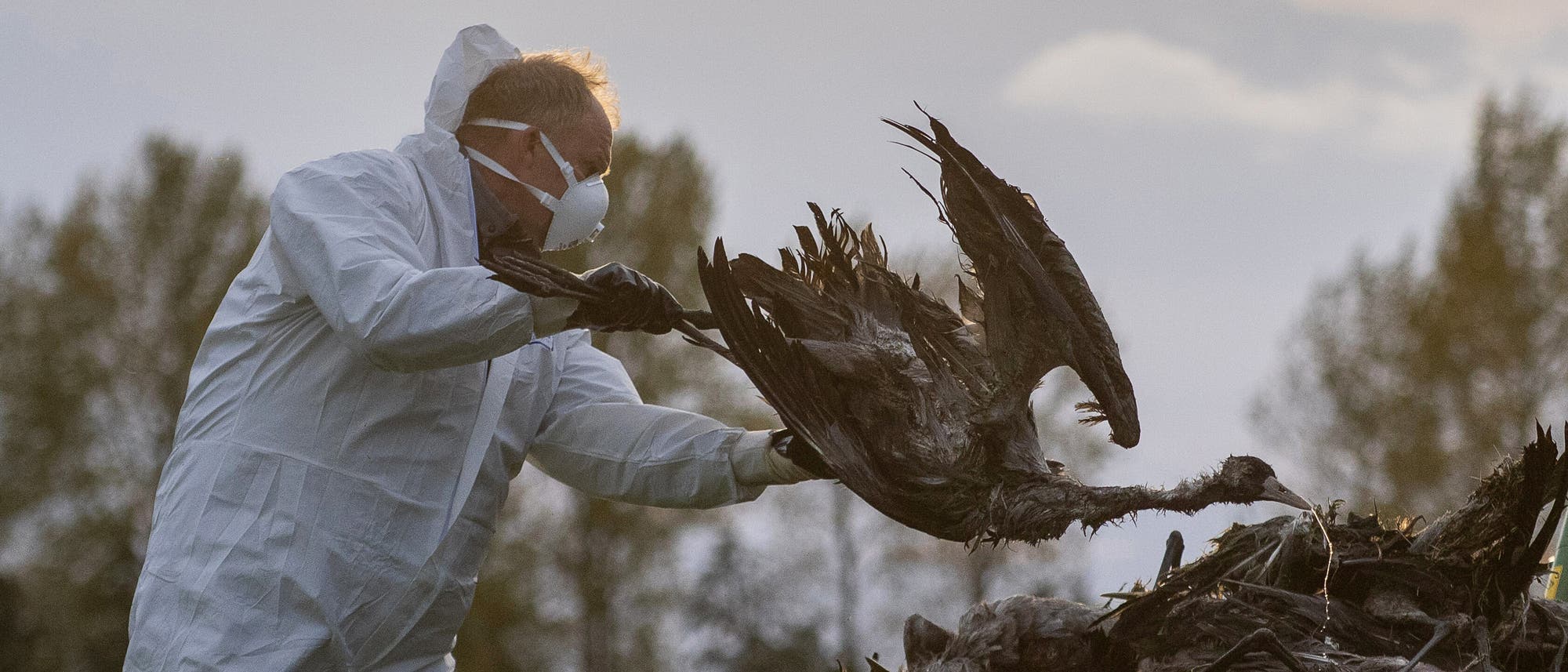 Eine Person in Schutzkleidung und Atemmaske hebt einen toten Vogel von einem Haufen toter Vögel. Die Szene spielt im Freien, mit Bäumen im Hintergrund. Die Person führt eine Handlung im Zusammenhang mit der Entsorgung oder Untersuchung der Vögel durch.