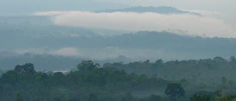 Regenwald Ecuador